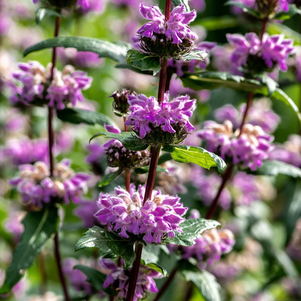 Phlomis tuberosa Amazone