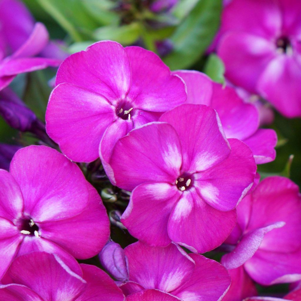 Phlox Bambini Desire® - Phlox paniculé