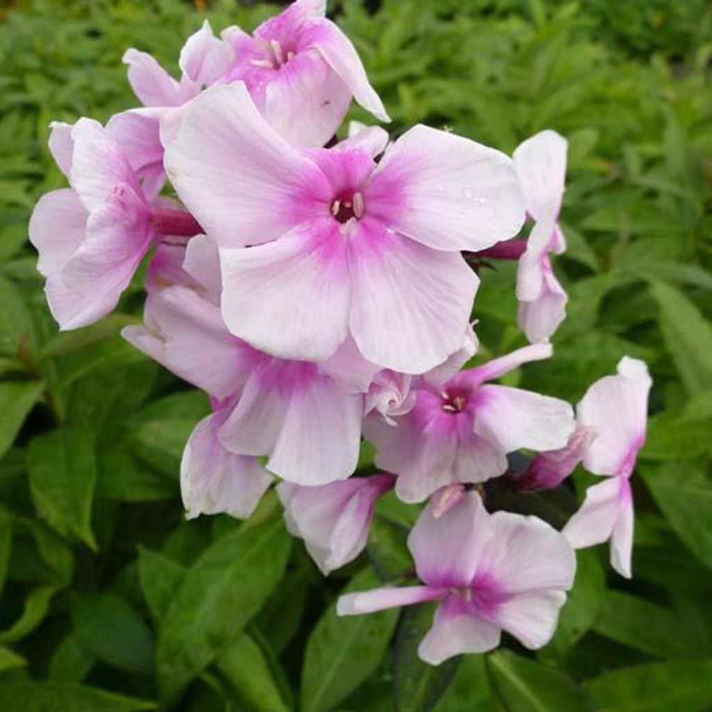 Phlox Bright Eye