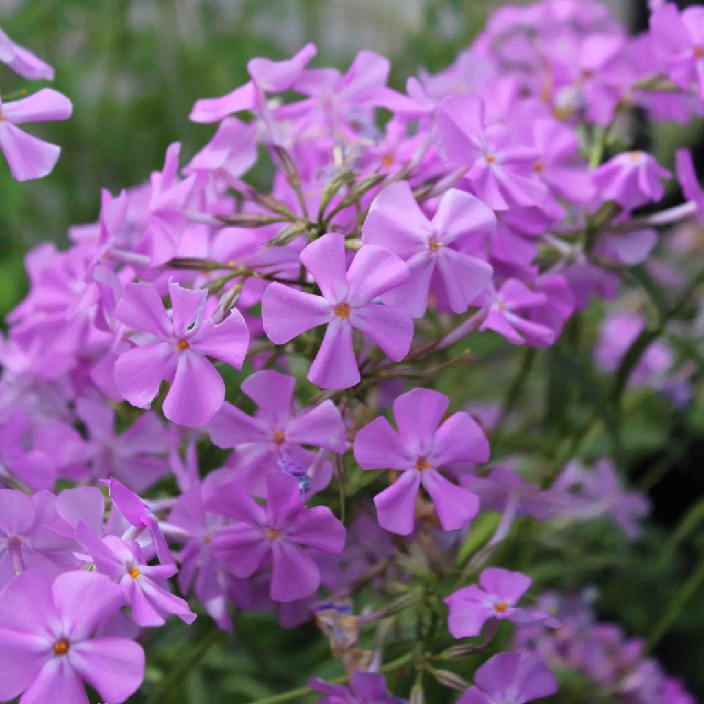 Phlox carolina Bill Baker