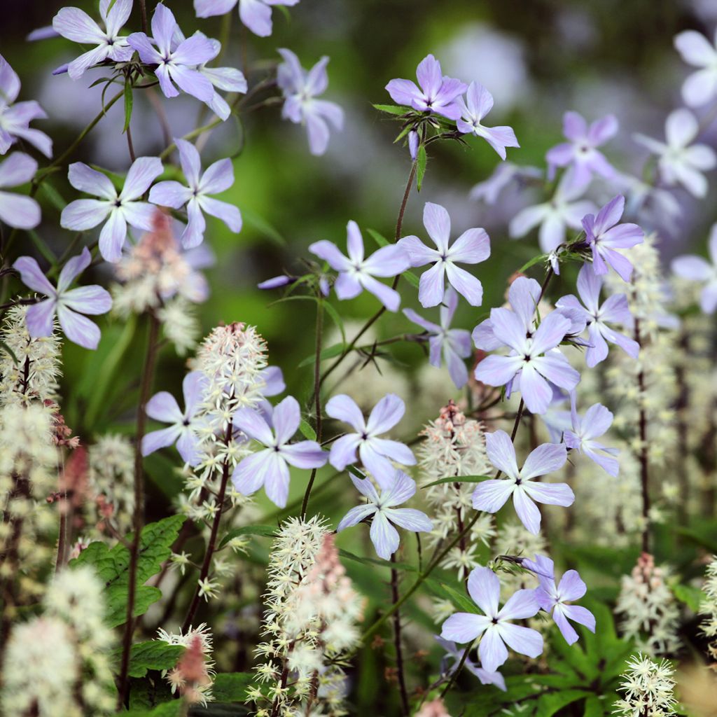 Phlox divaricata 'Clouds of Perfume'