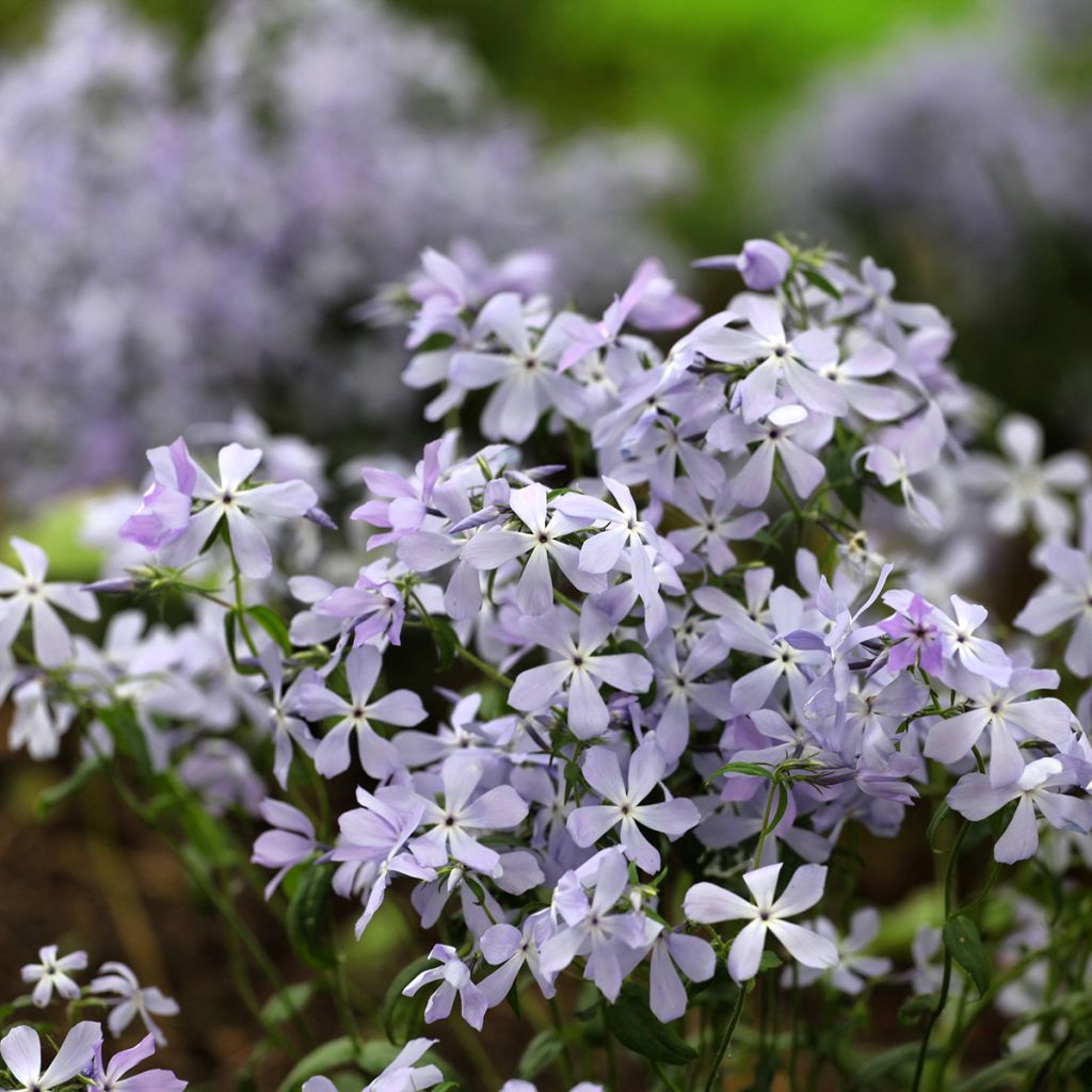 Phlox divaricata 'Clouds of Perfume'