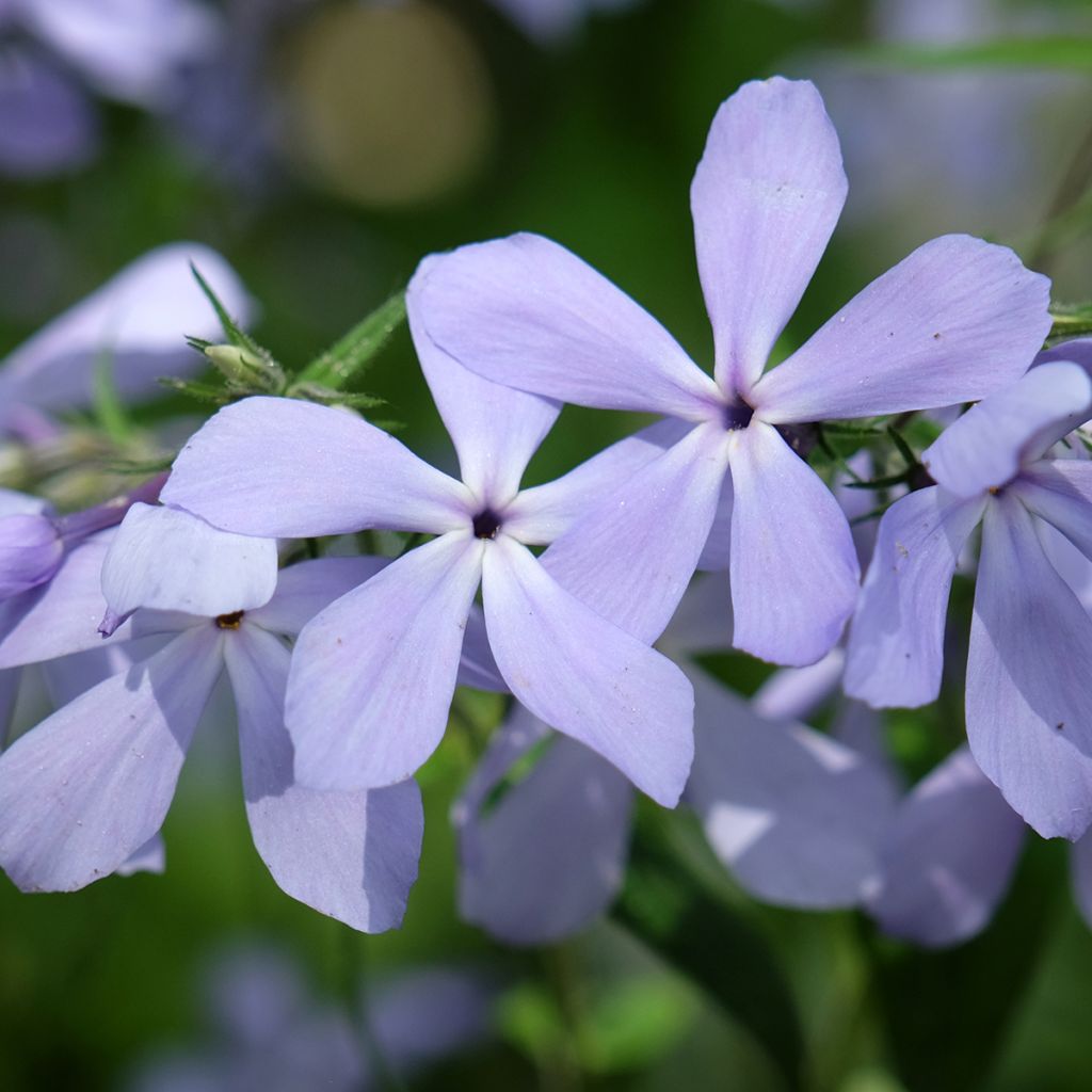 Phlox divaricata 'Clouds of Perfume'