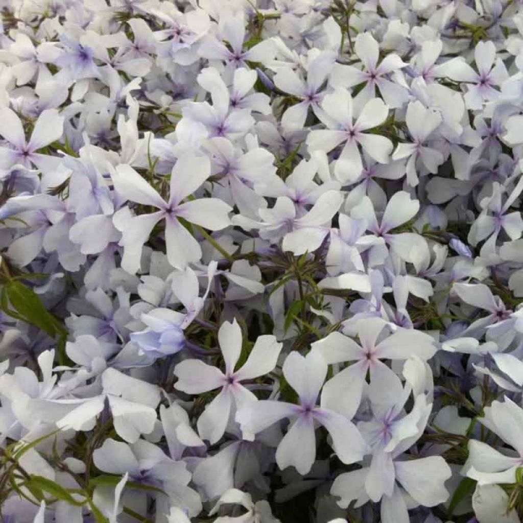 Phlox divaricata Dirigo Ice