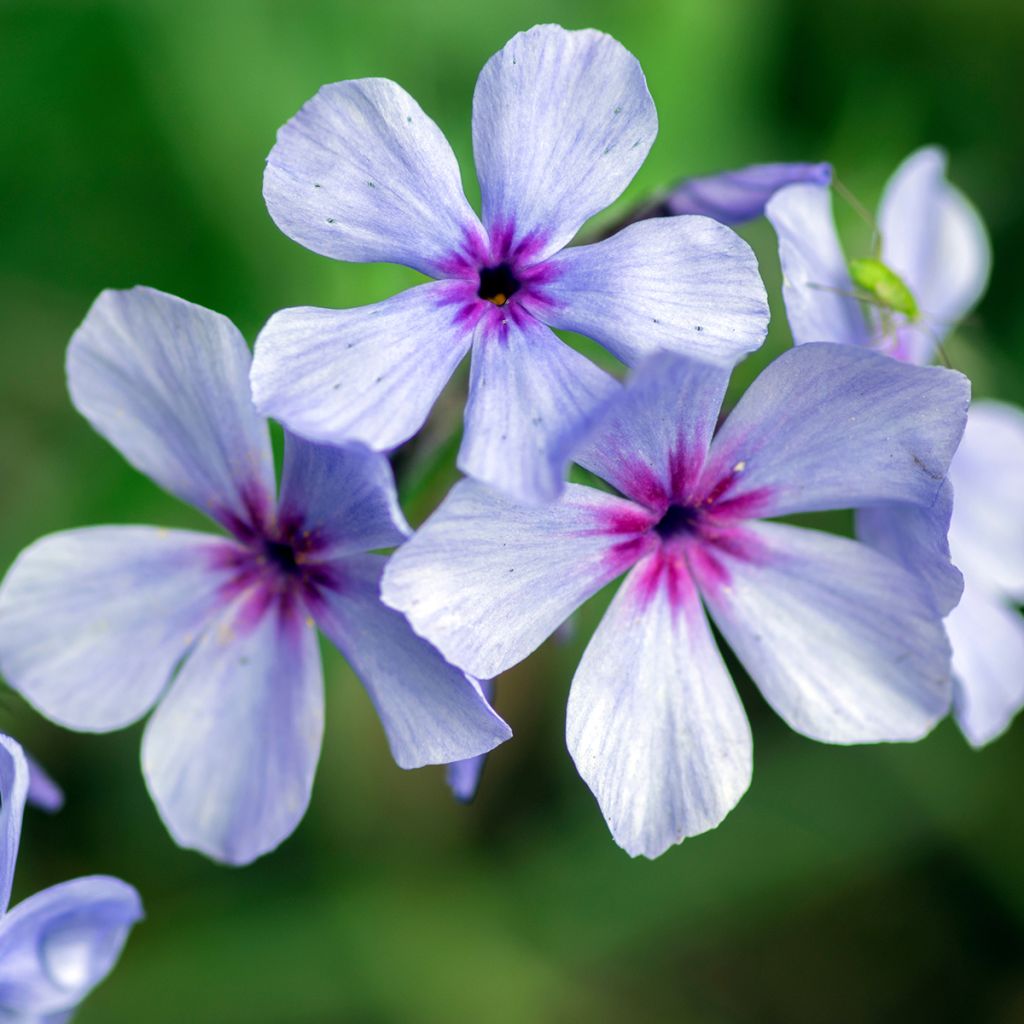 Phlox divaricata subsp. laphamii Chattahoochee