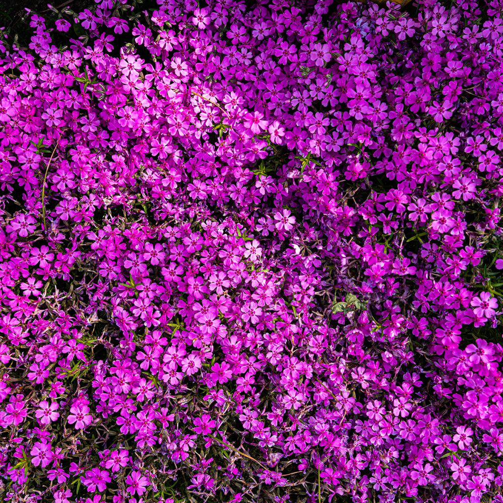 Phlox douglasii Crackerjack - Phlox mousse