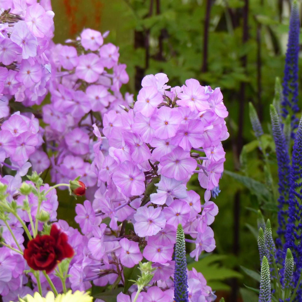 Phlox maculata Alpha