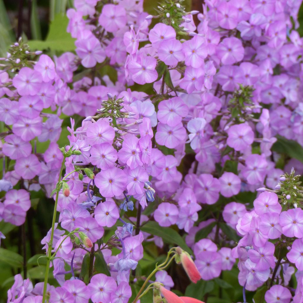 Phlox maculata Alpha