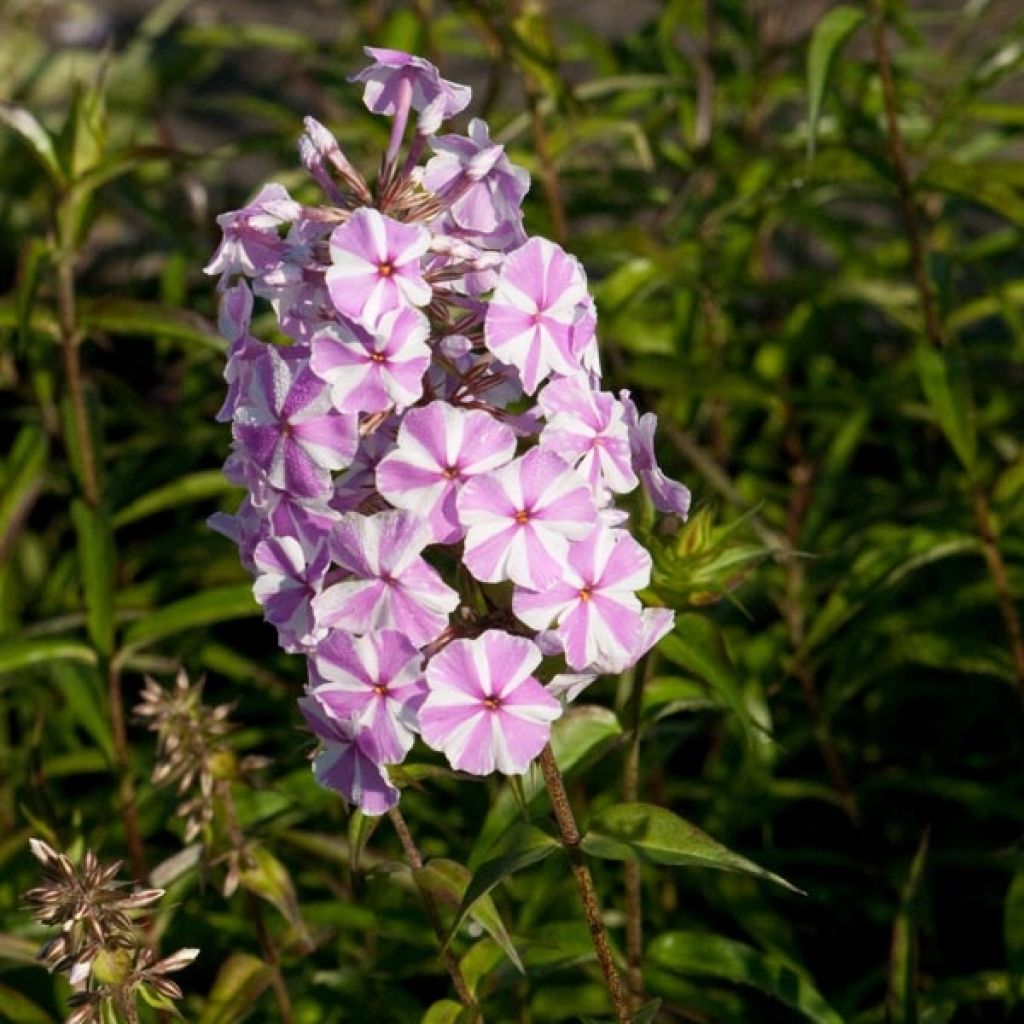 Phlox maculata Natasha