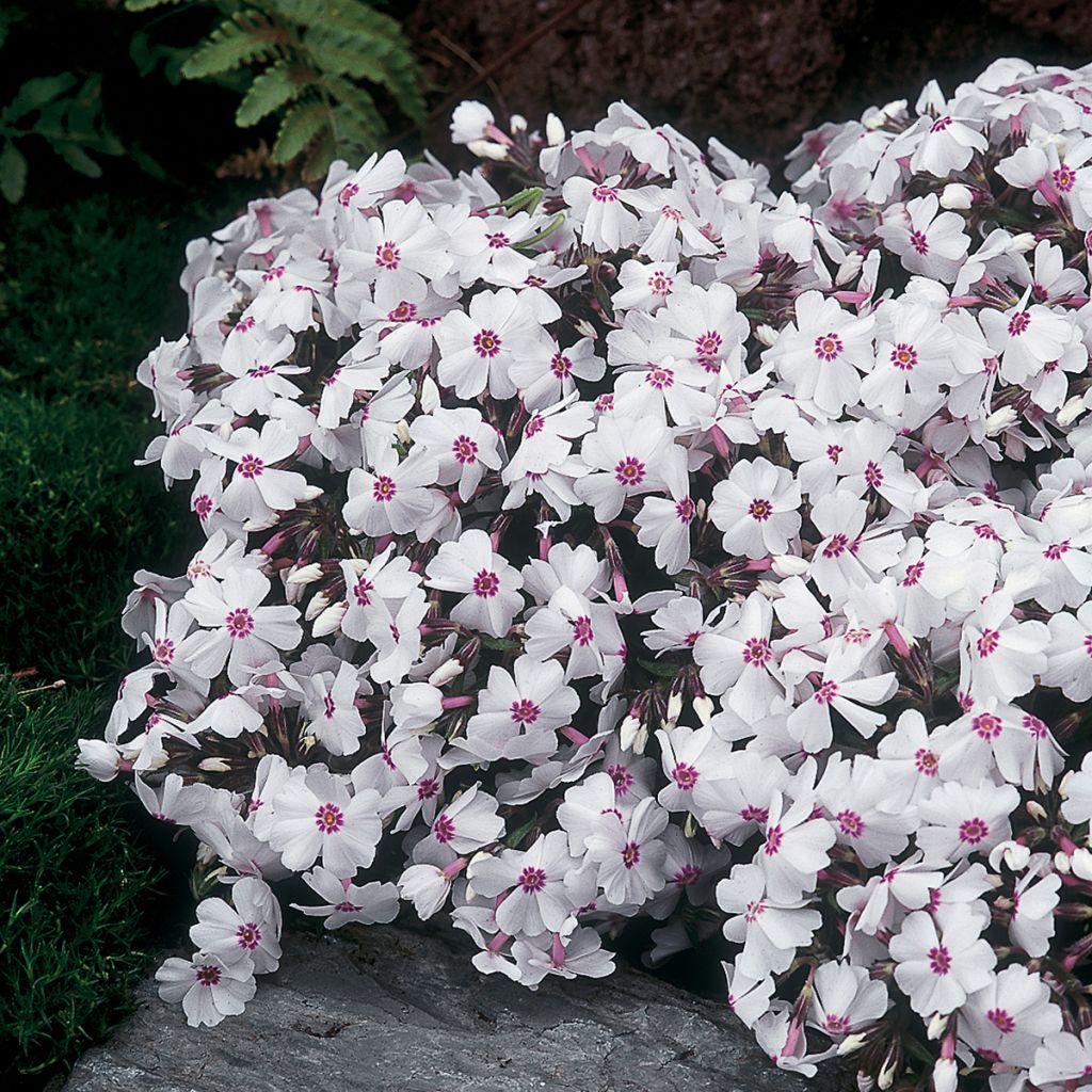 Phlox subulata Amazing Grace