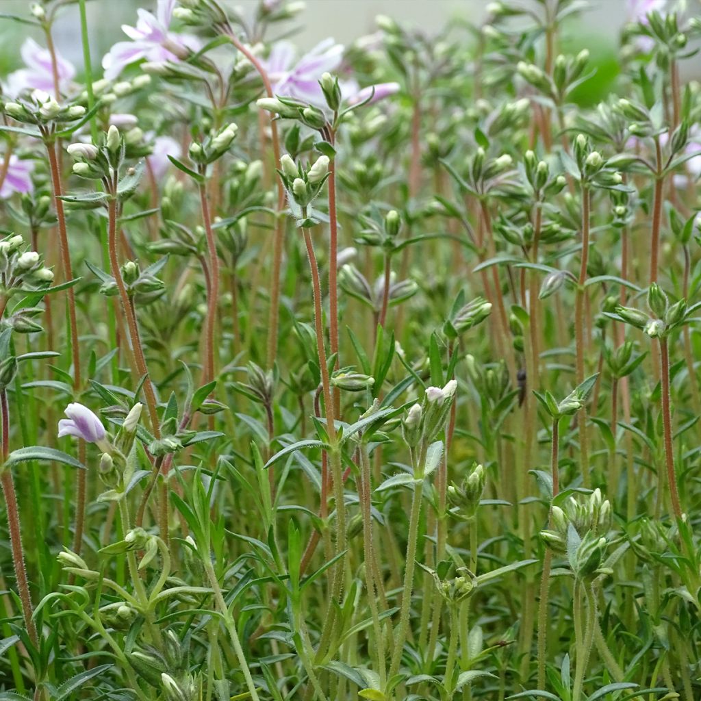 Phlox mousse Candy Stripes - Phlox subulata