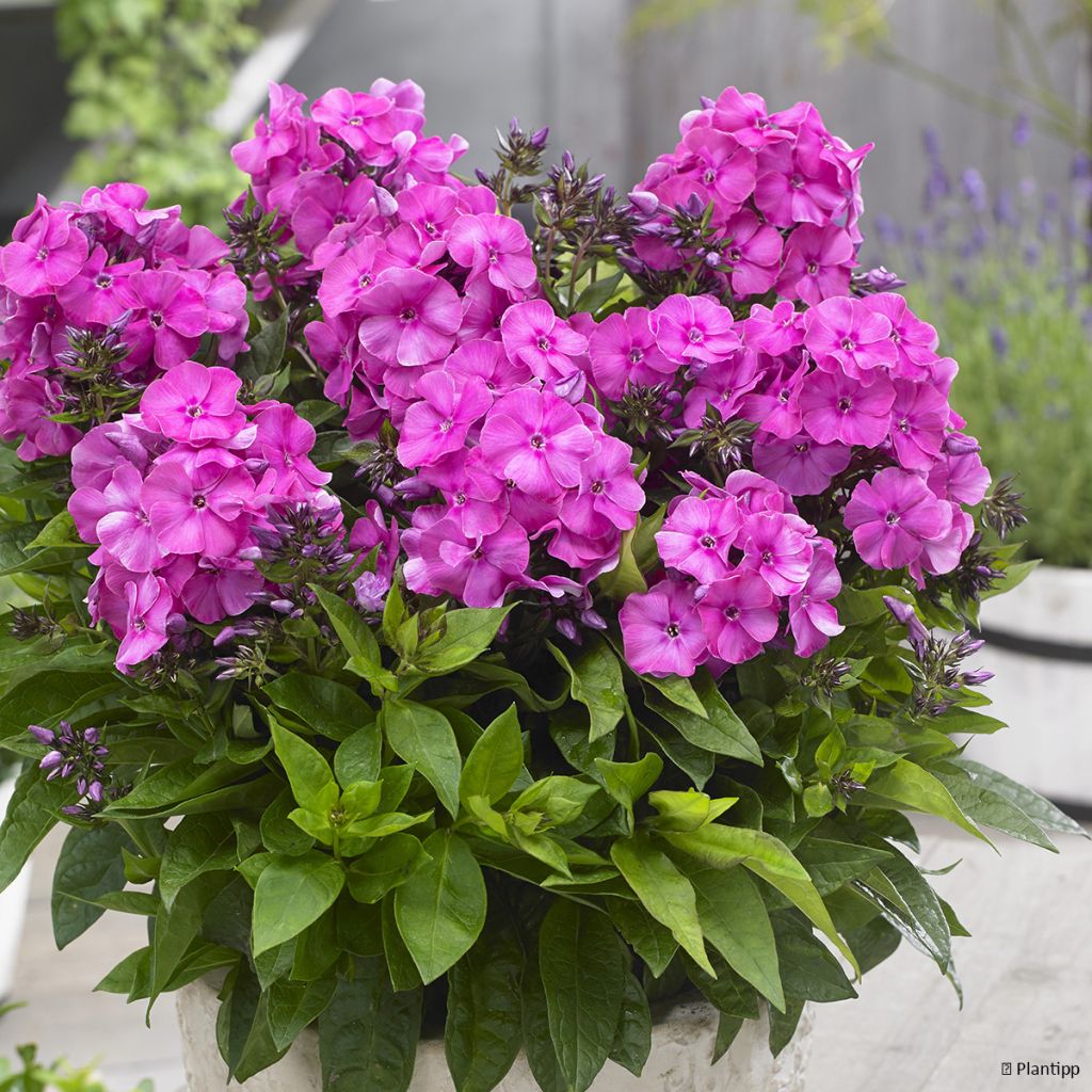 Phlox paniculata Bambini Primadonna Verpri