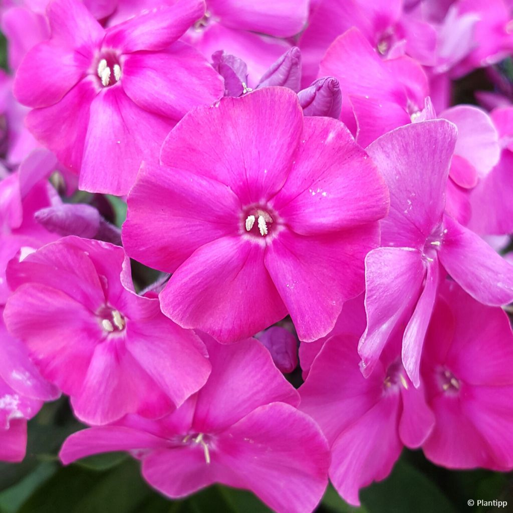 Phlox paniculata Bambini Primadonna Verpri