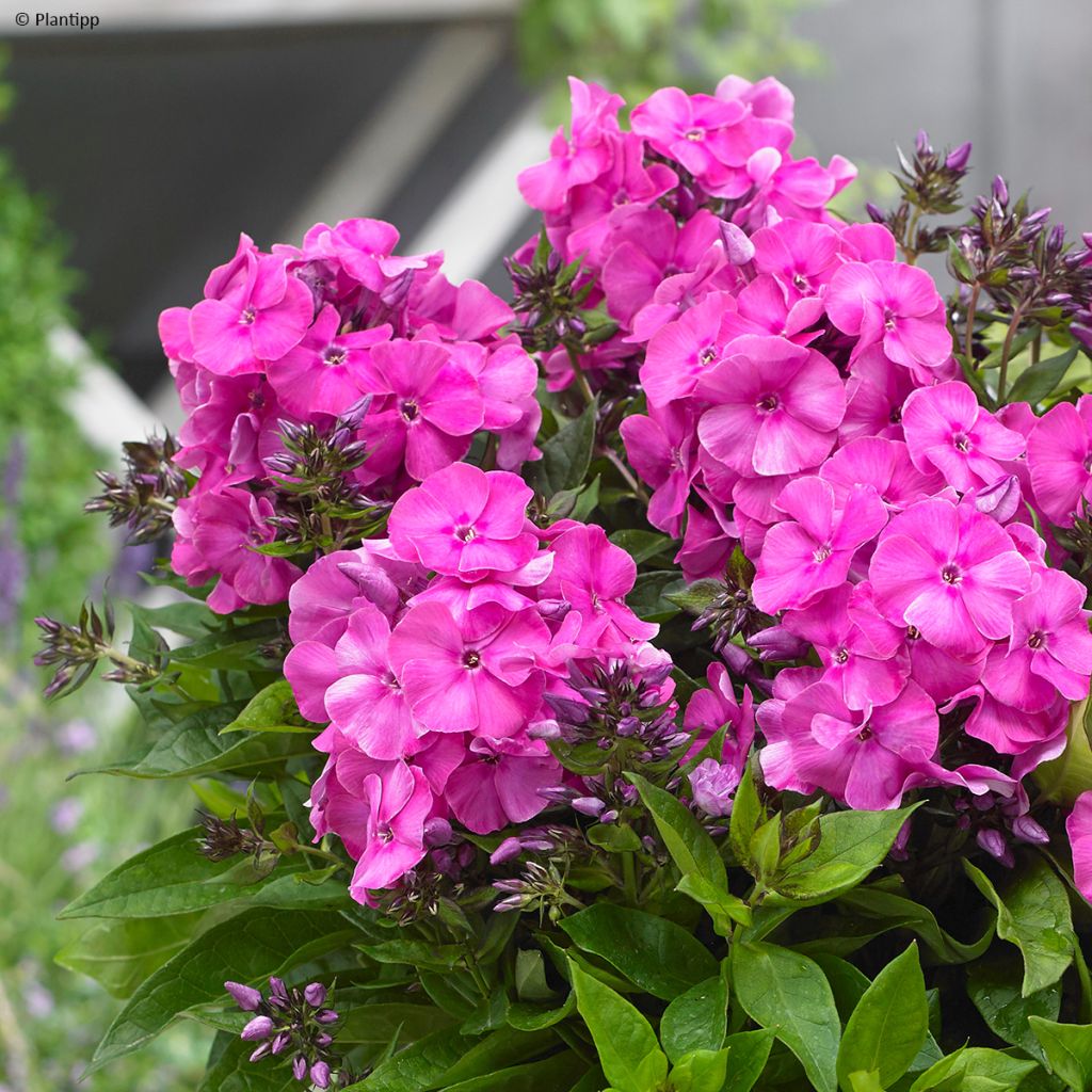 Phlox paniculata Bambini Primadonna Verpri