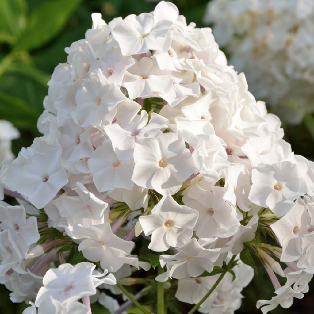 Phlox paniculata Famous White