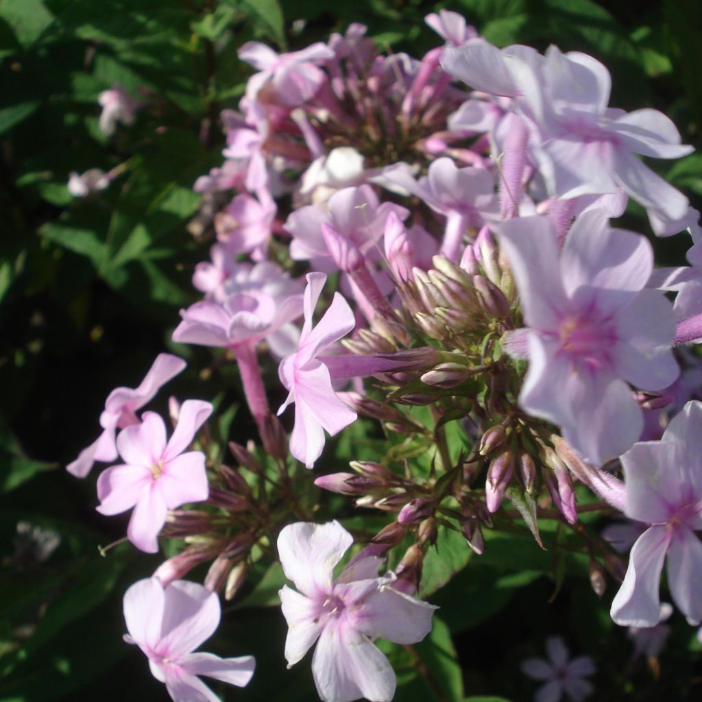 Phlox paniculata Lichtspel