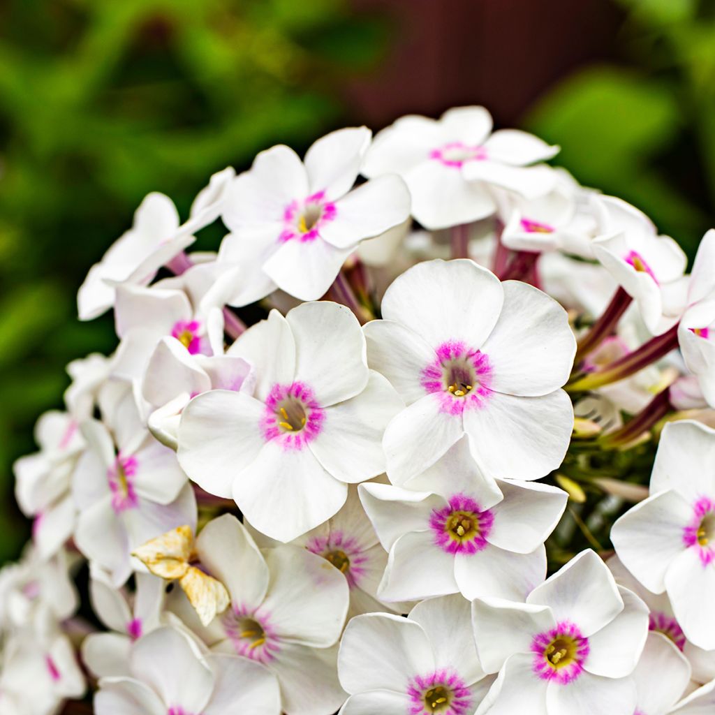 Phlox paniculata Mikes Favourite