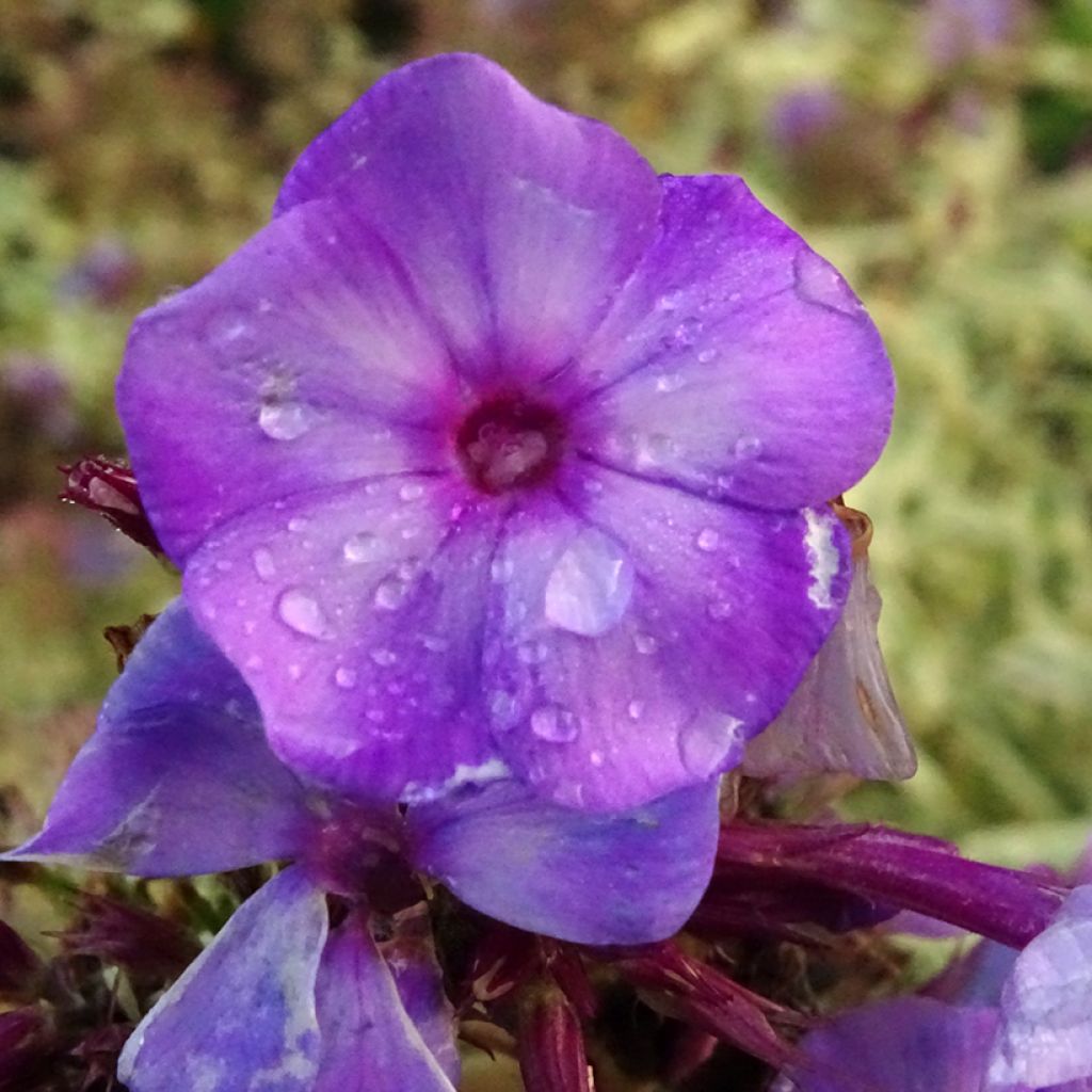 Phlox paniculata Olympus