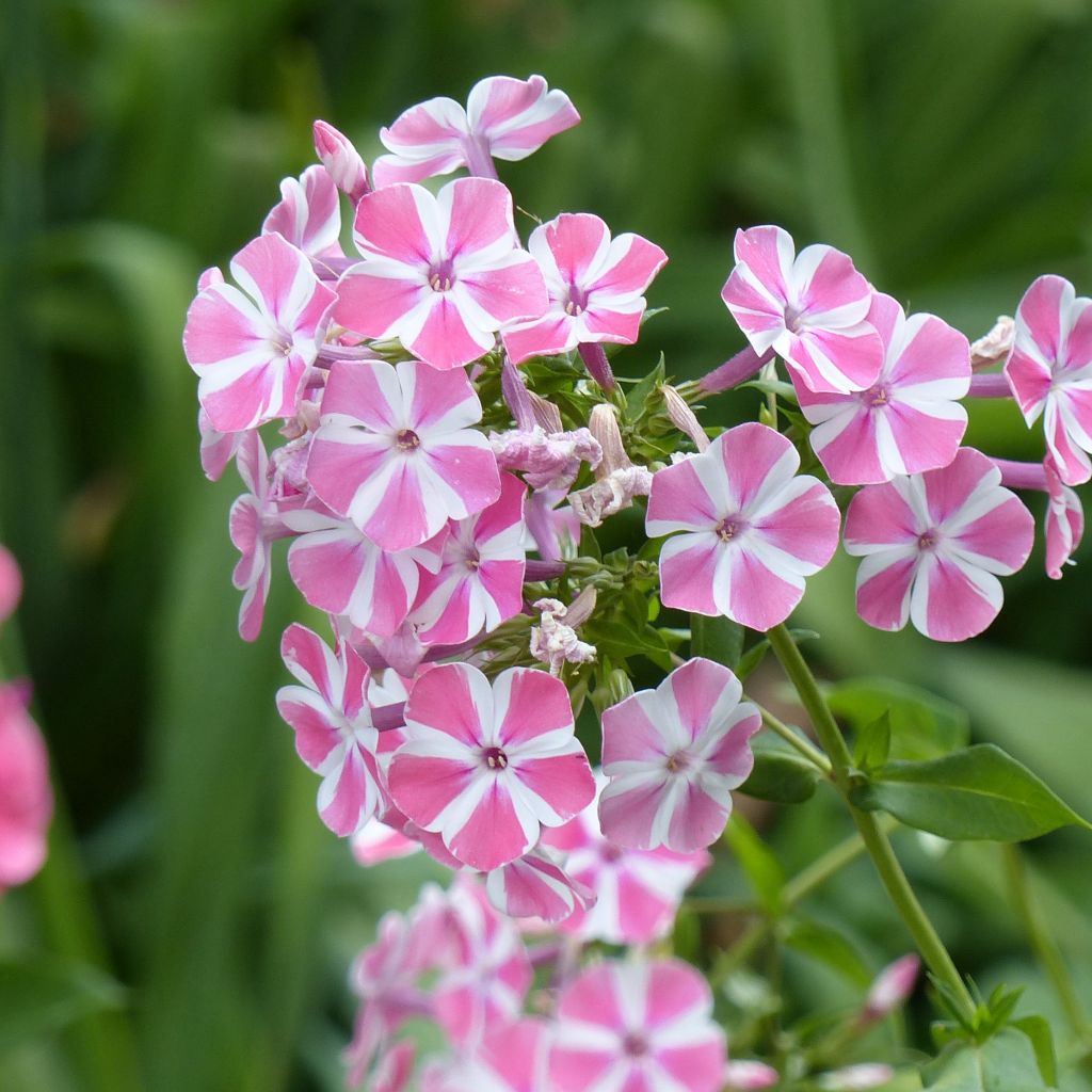 Phlox paniculata Peppermint Twist - Phlox paniculé rayé rose et blanc