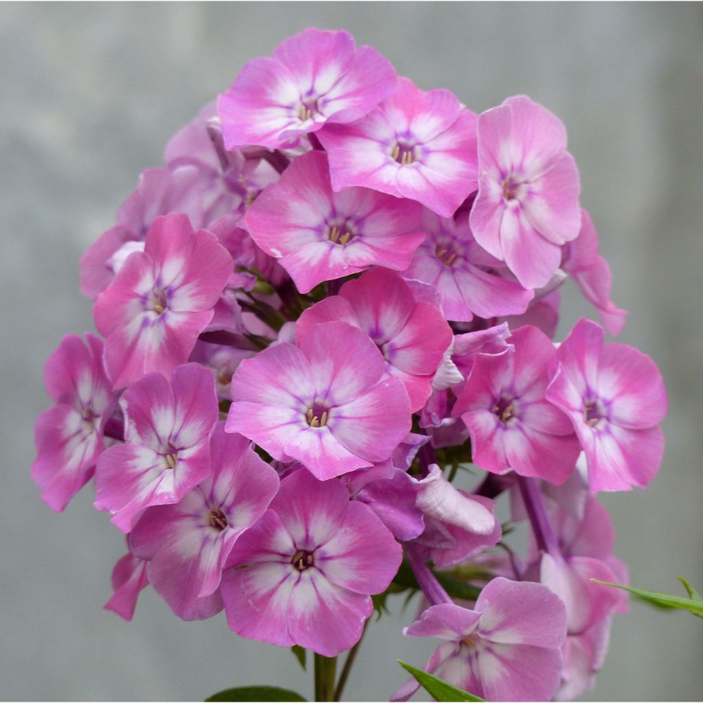 Phlox paniculata Pink Eye Flame