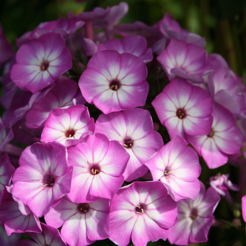 Phlox paniculata Purple Eye Flame - Phlox paniculé nain pourpre violacé clair à coeur blanc