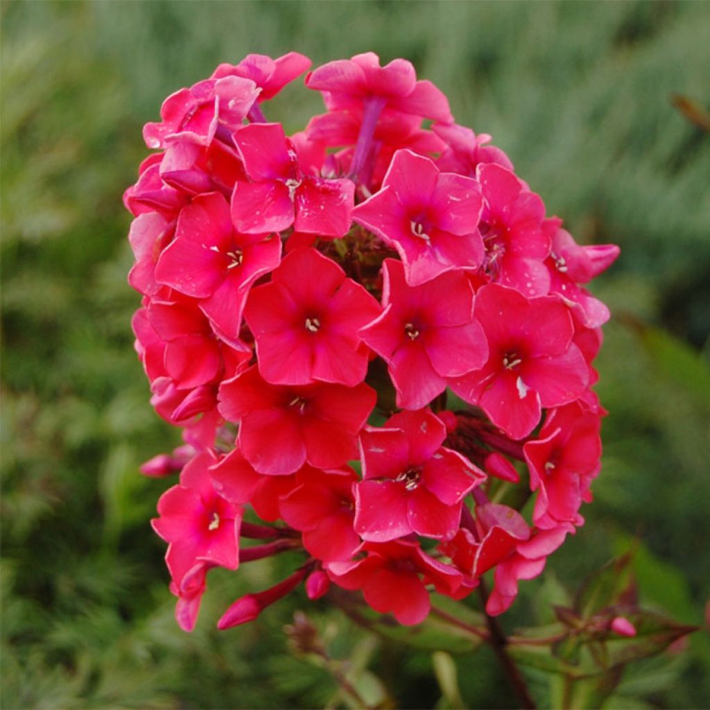 Phlox paniculata Tequila Sunrise - Phlox paniculé nain orange saumon vif