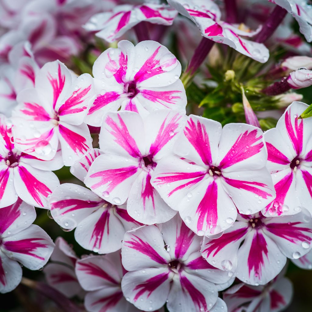 Phlox paniculata Twister