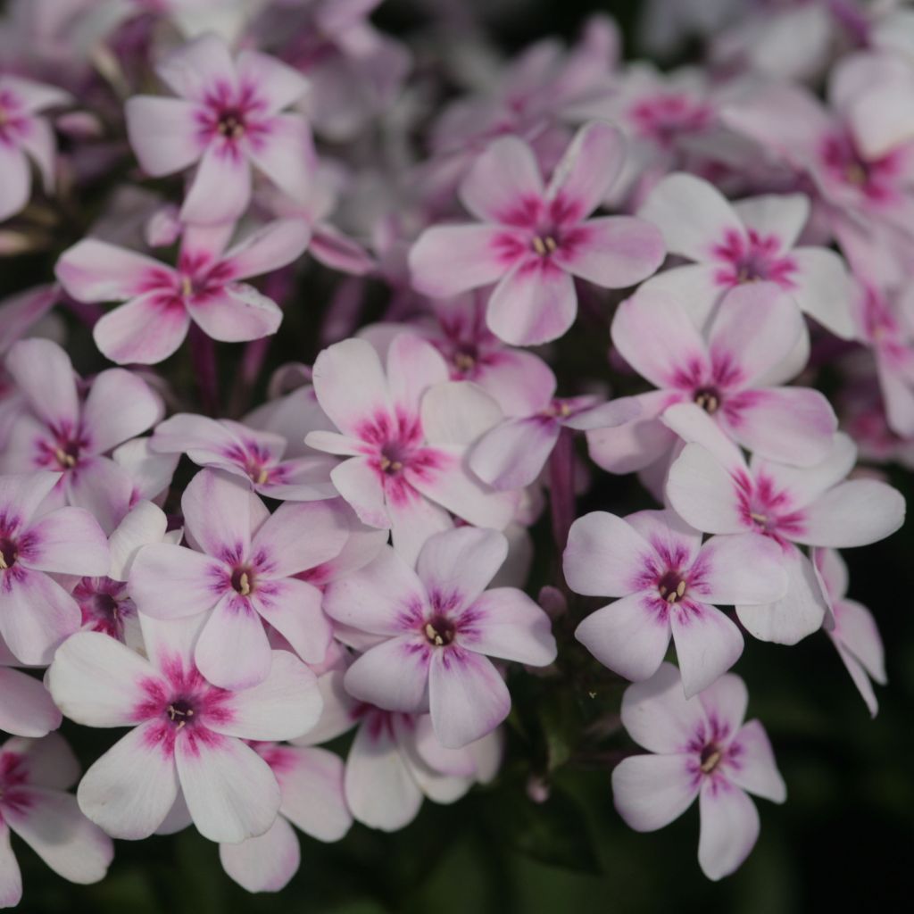 Phlox paniculata White Eye Flame - Phlox paniculé nain blanc à oeil rose vif