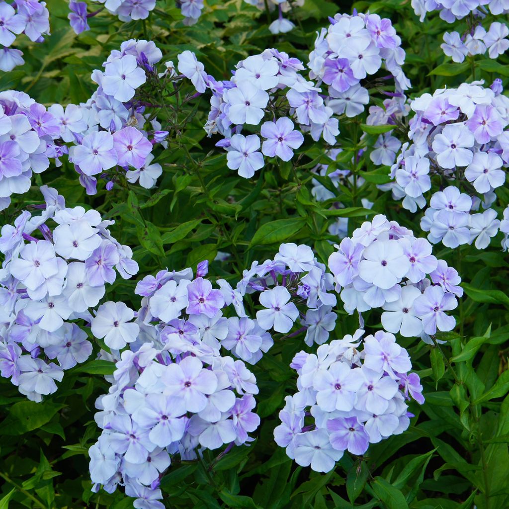 Phlox paniculata Younique Old Blue