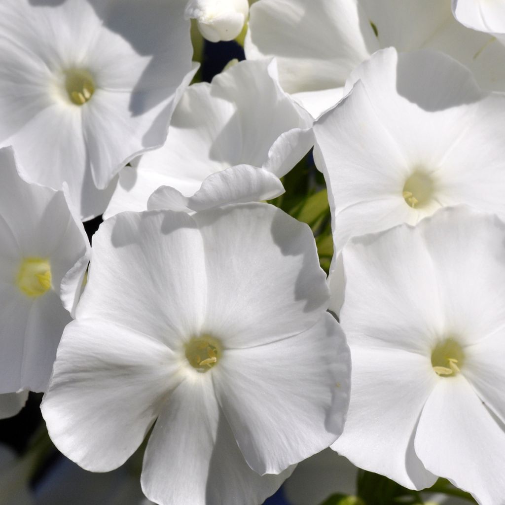 Phlox paniculata Younique White