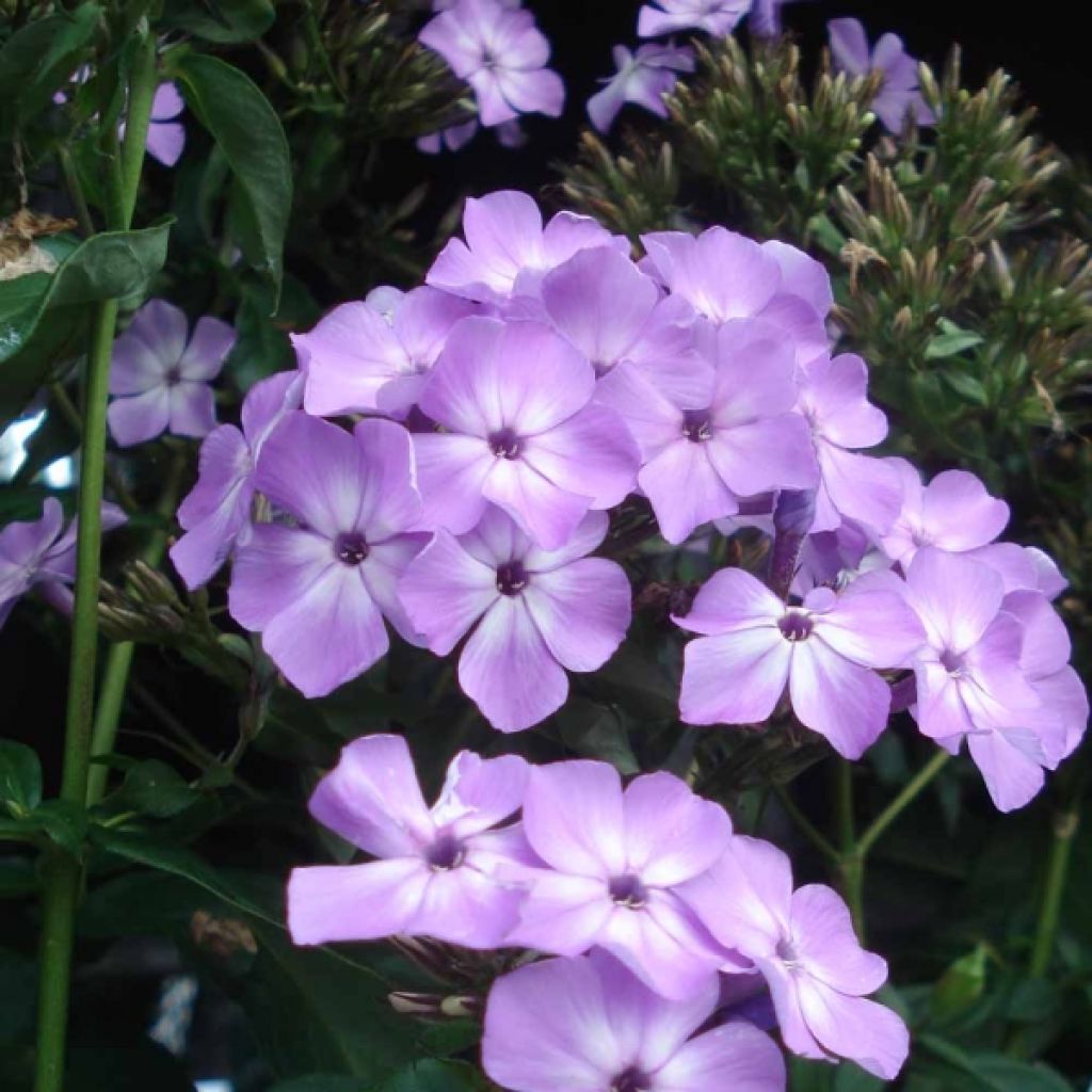 Phlox paniculata Violet Flame