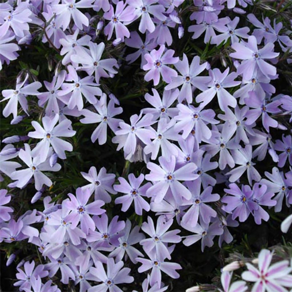 Phlox subulata Emerald Cushion Blue - Phlox mousse bleu clair