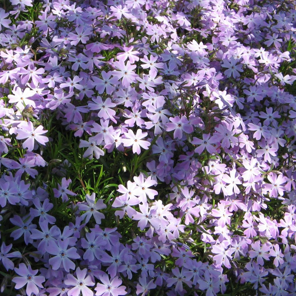 Phlox subulata Emerald Cushion Blue - Phlox mousse bleu clair