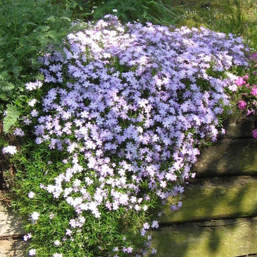 Phlox subulata Emerald Cushion Blue - Phlox mousse bleu clair