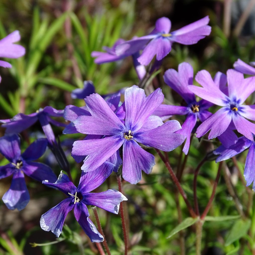 Phlox subulata Purple Beauty