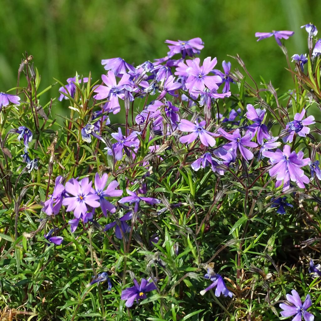 Phlox subulata Purple Beauty