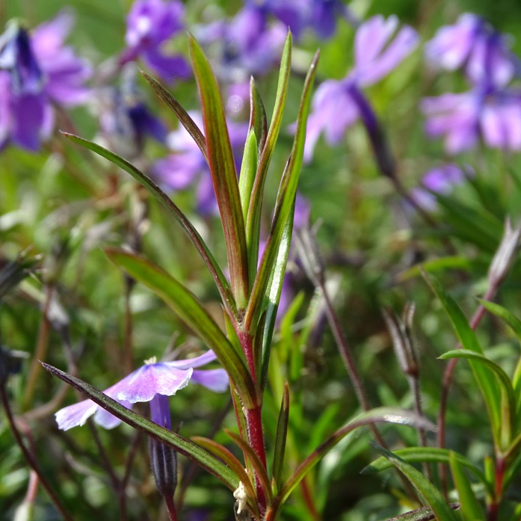 Phlox subulata Purple Beauty