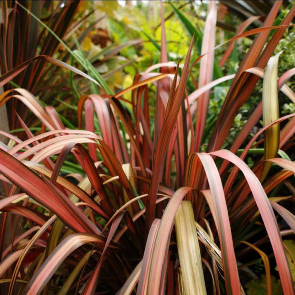 Phormium (x) tenax Pink Panther®