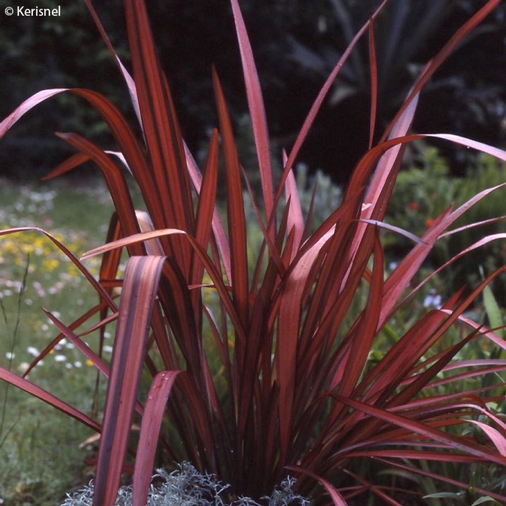 Phormium cookianum Maori Maiden - Lin de Nouvelle-Zélande