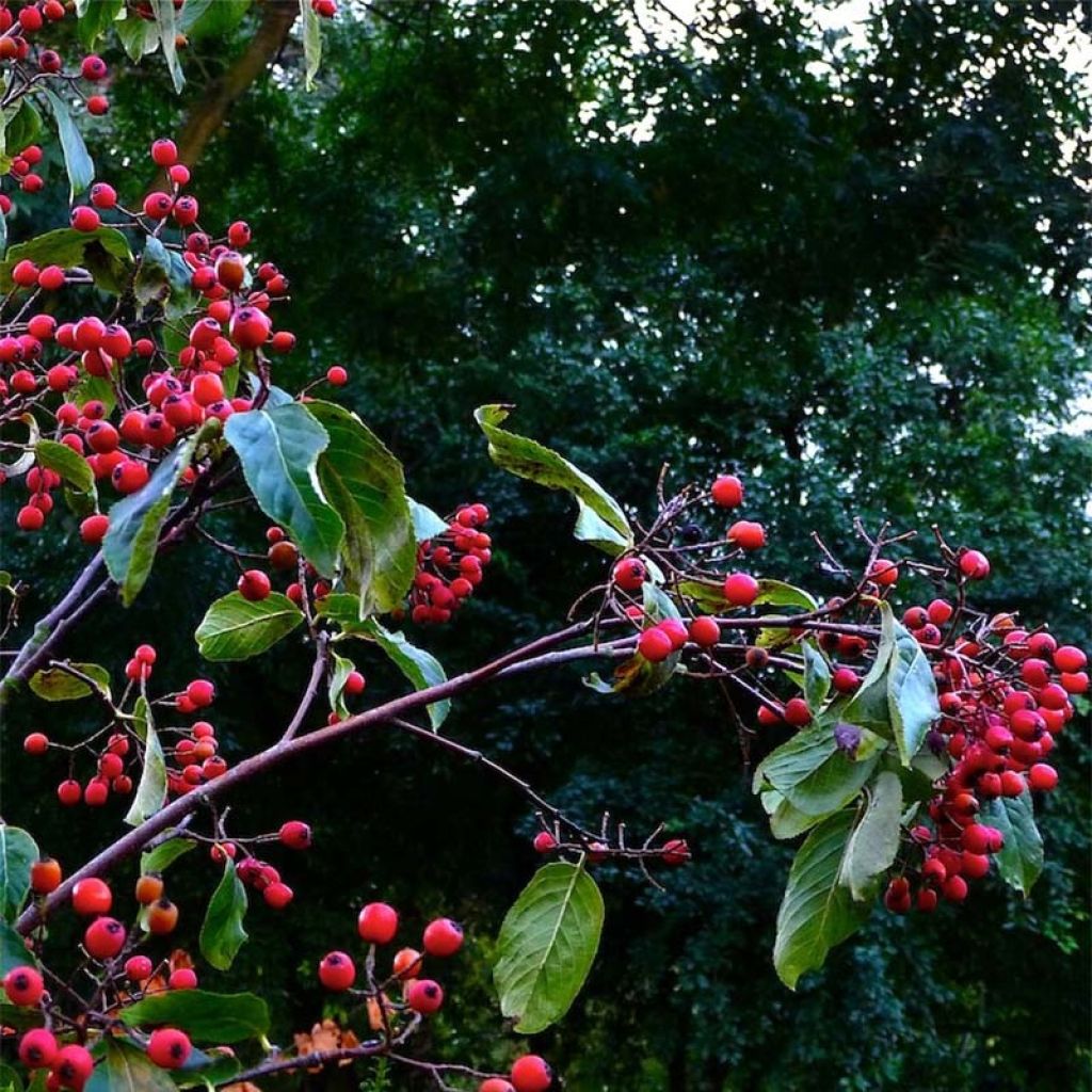 Photinia beauverdiana var. notabilis