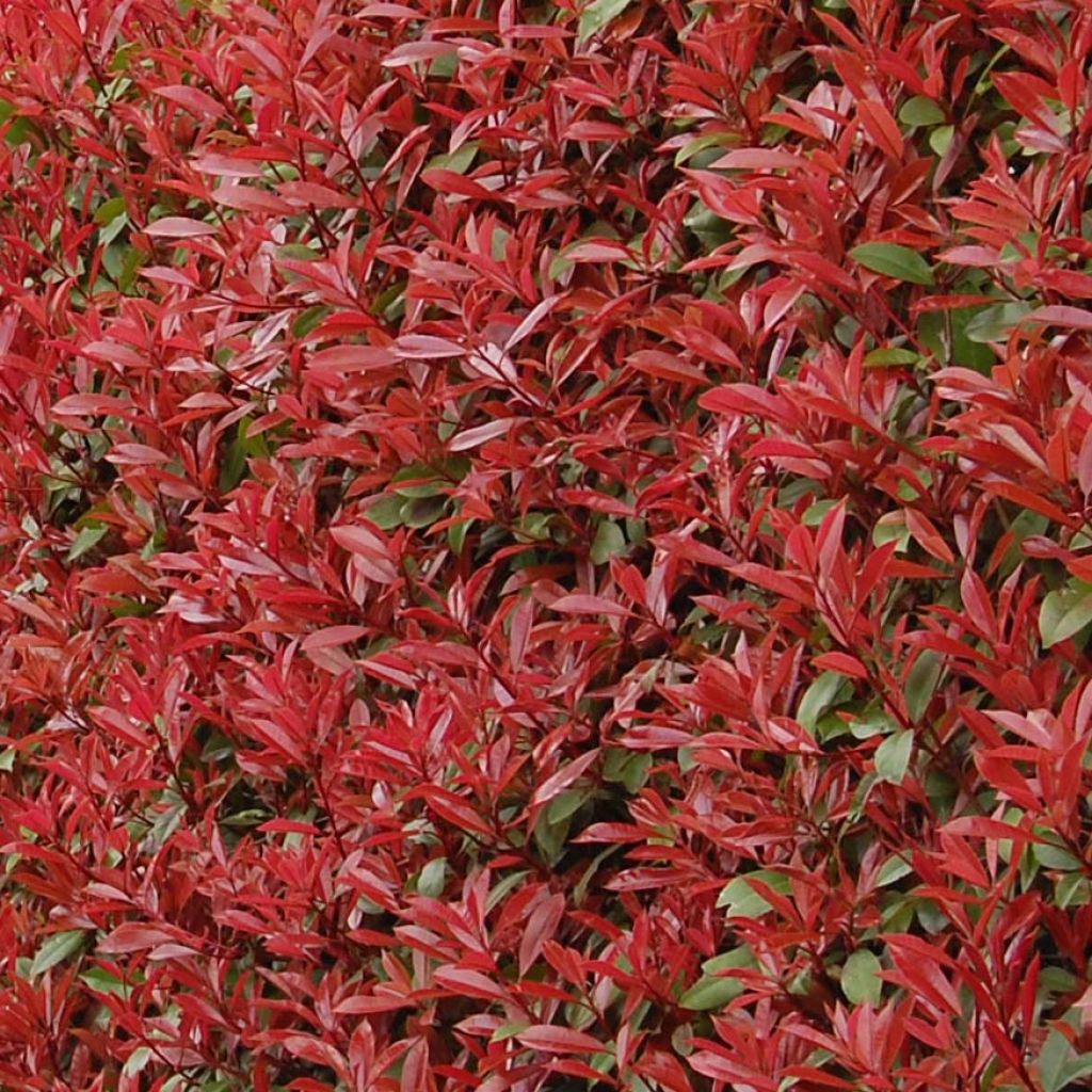 Photinia (x) fraseri Carré Rouge