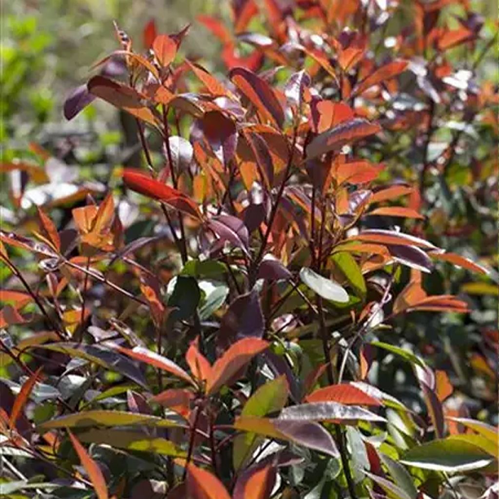 Photinia fraseri Red Ballcoon - Christmas Berry