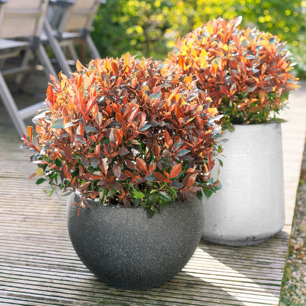 Photinia fraseri Red Ballcoon - Christmas Berry