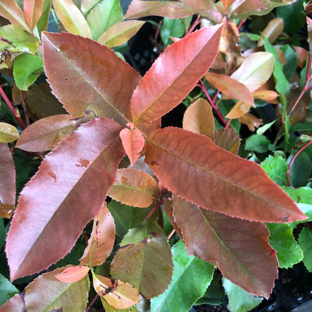 Photinia fraseri Red Robin Blood