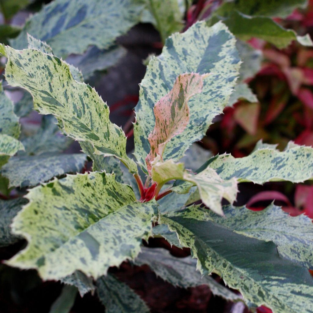 Photinia serratifolia Pink Crispy - Photinia de Chine panaché