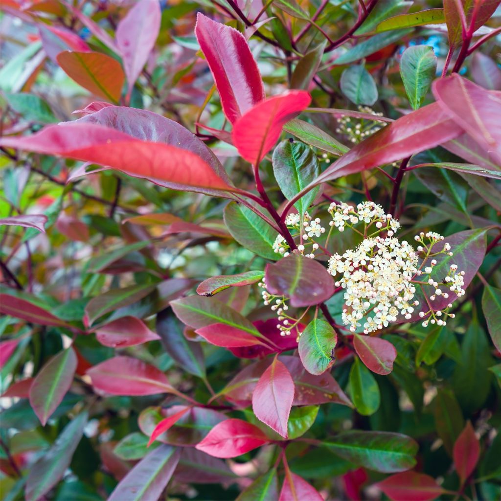 Photinia (x) fraseri Baton Rouge