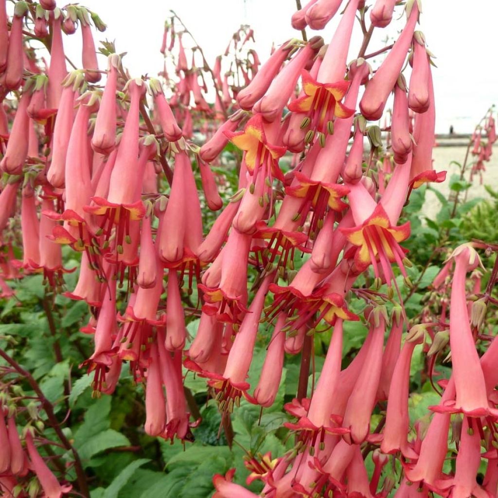 Phygelius capensis - Fuchsia du Cap