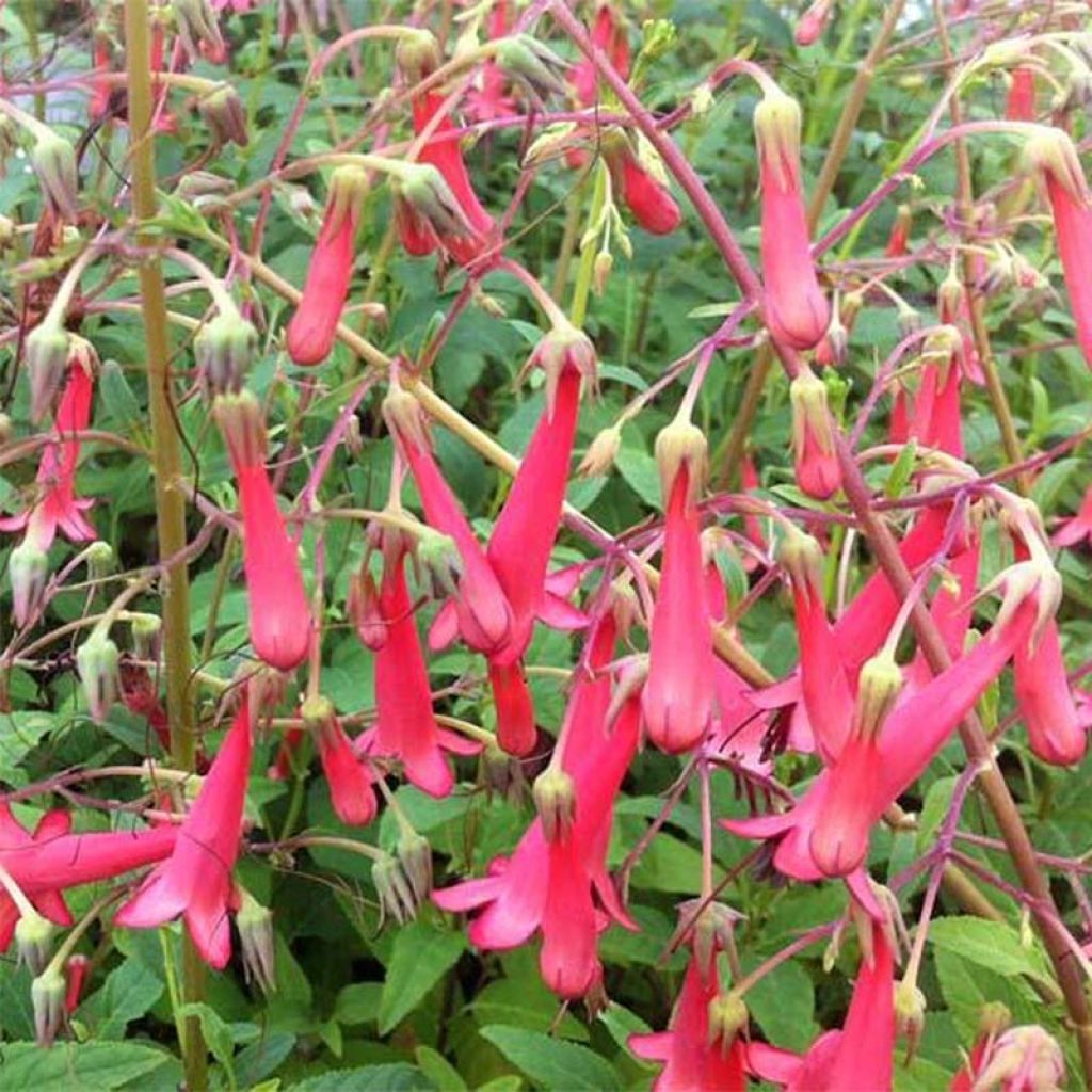 Fuchsia du Cap - Phygelius rectus Blacher (Cherry Ripe)