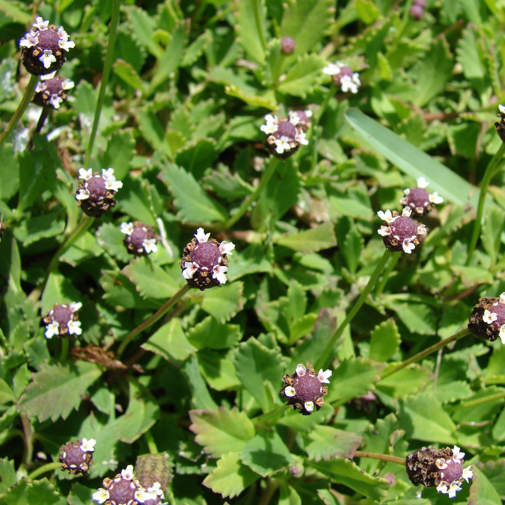 Phyla nodiflora (Lippia) - Verveine nodulaire