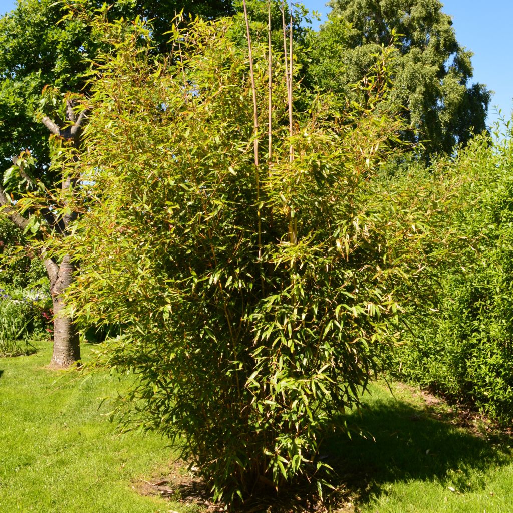 Yellow Bamboo - Phyllostachys aureosulcata Aureocaulis